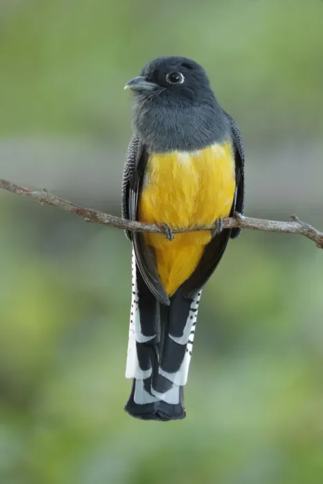Framed Print : Gartered Trogon Framed Print : Gartered Trogon