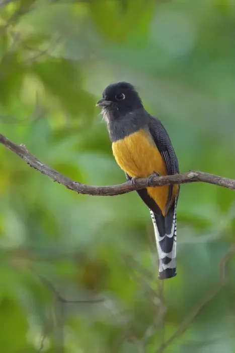 Framed Print : Gartered Trogon