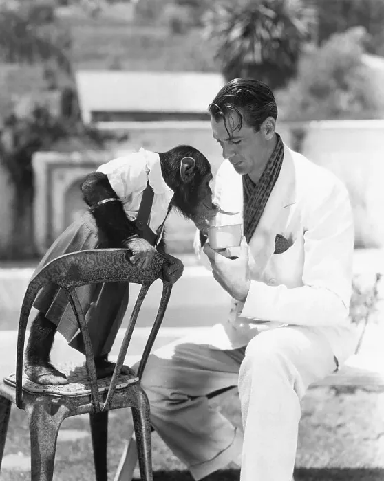 Framed Print : Gary Cooper Feeding Baby Chimpanzee