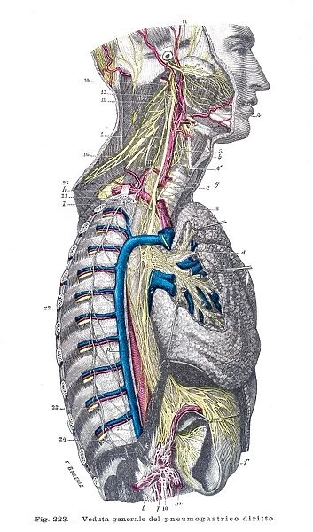 Gastric system anatomy engraving 1899