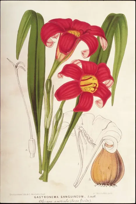 Framed Print : Gastronema Sanguineum
