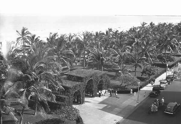 Gate and palm trees at coastline, (B&W), elevated view