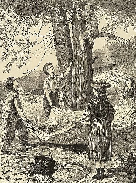 Gathering chestnuts, under a chestnut tree, 1870, Italy, Historic, digitally restored reproduction from a 19th century original
