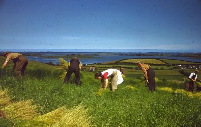 Framed Print : Gathering Flax Framed Print : Gathering Flax