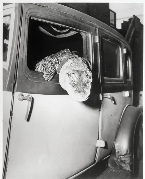Framed Print : Gatie the Alligator Riding in Car Framed Print : Gatie the Alligator Riding in Car