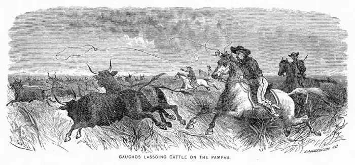 Framed Print : Gauchos lassoing cattle engraving 1883 Framed Print : Gauchos lassoing cattle engraving 1883