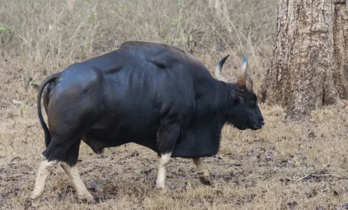 Framed Print : Gaur -Bos gaurus-, bull, Nagarhole National Park, Karnataka, India