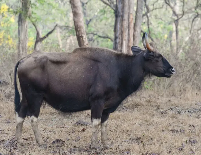 Framed Print : Gaur -Bos gaurus-, cow, Nagarhole National Park, Karnataka, India Framed Print : Gaur -Bos gaurus-, cow, Nagarhole National Park, Karnataka, India