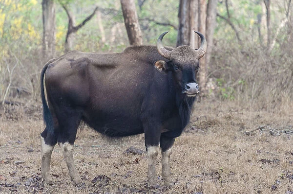 Gaur -Bos gaurus-, cow, Nagarhole National Park, Karnataka, India