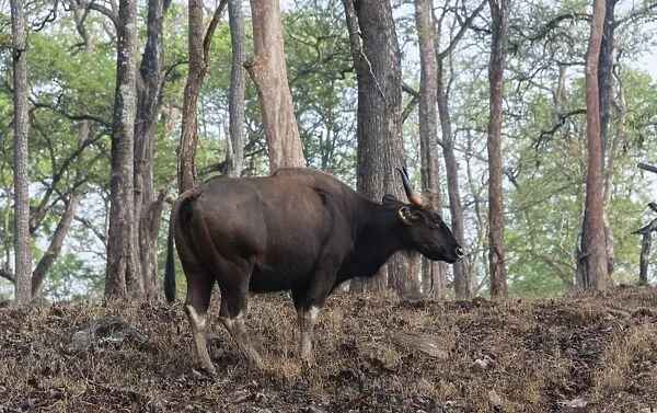 Gaur -Bos gaurus-, cow, Nagarhole National Park, Karnataka, India