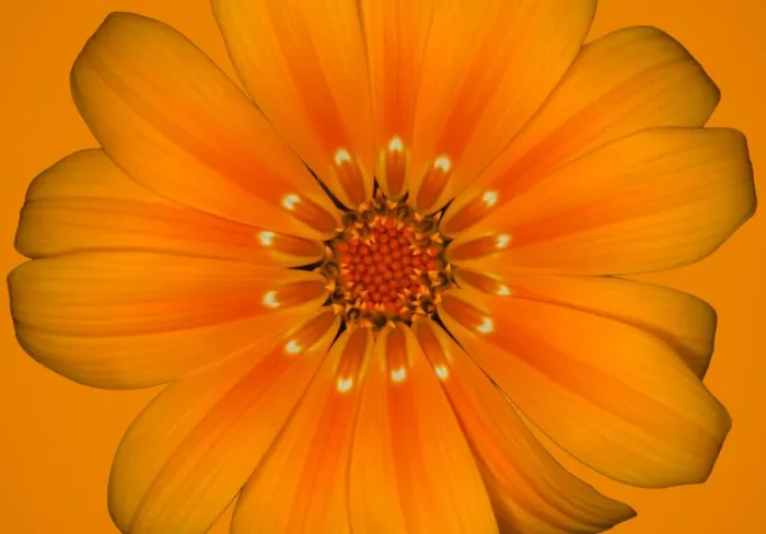 Framed Print : Gazania. At Sissinghurst Framed Print : Gazania. At Sissinghurst