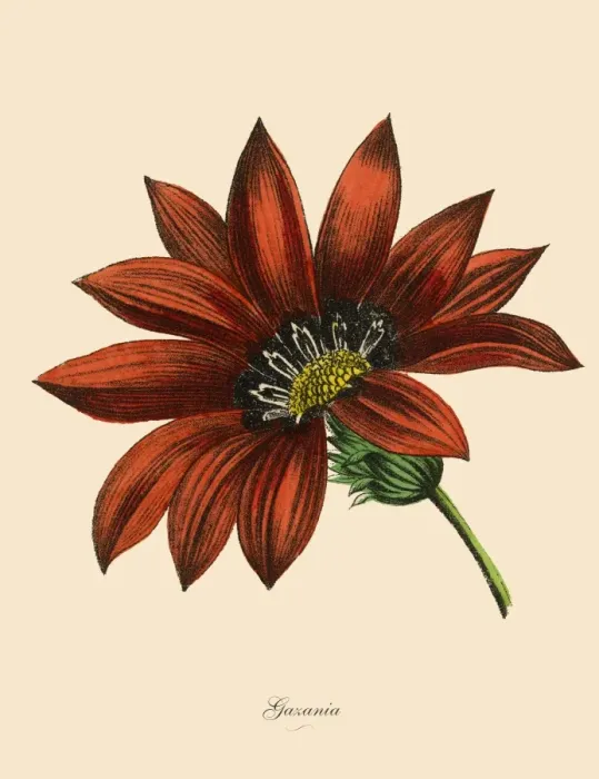 Framed Print : Gazania Plants, Victorian Botanical Illustration Framed Print : Gazania Plants, Victorian Botanical Illustration