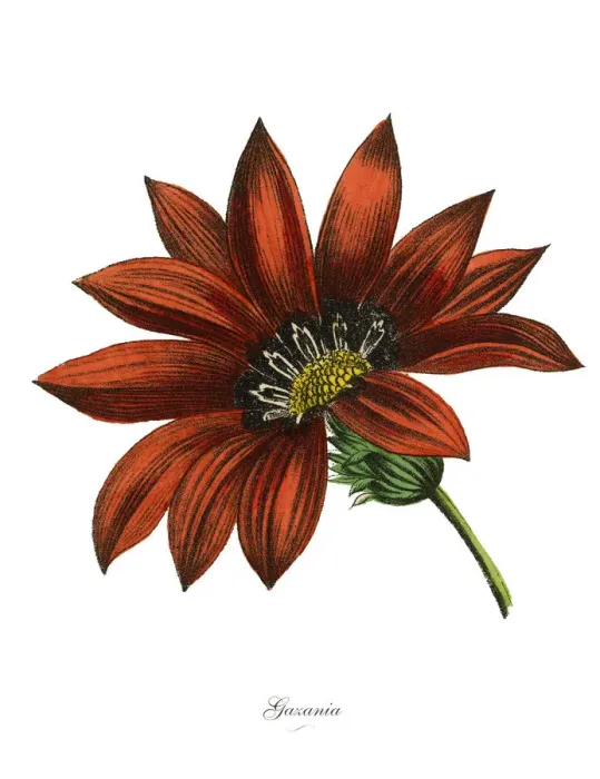 Framed Print : Gazania Plants, Victorian Botanical Illustration Framed Print : Gazania Plants, Victorian Botanical Illustration