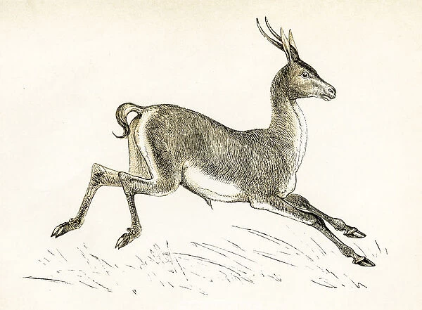 The gazelle engraving 1851