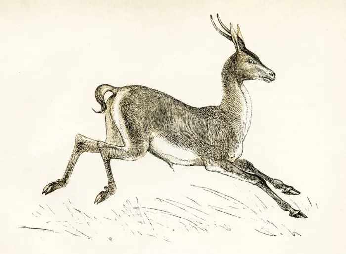 Framed Print : The gazelle engraving 1851 Framed Print : The gazelle engraving 1851