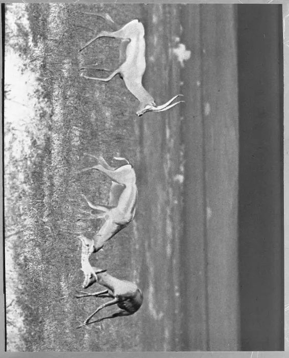 Framed Print : Gazelles Playing in Habitat Framed Print : Gazelles Playing in Habitat