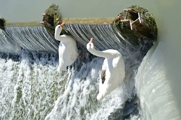 Framed Print : Two Geese. Two geese trying to climb a dam the river Tajo in the gardens of Aranjuez Framed Print : Two Geese. Two geese trying to climb a dam the river Tajo in the gardens of Aranjuez