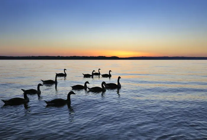 Framed Print : Geese in the sunset on Starnberger See or Lake Starnberg in Ambach, Muensing, Upper Bavaria, Bavaria, Germany, Europe Framed Print : Geese in the sunset on Starnberger See or Lake Starnberg in Ambach, Muensing, Upper Bavaria, Bavaria, Germany, Europe