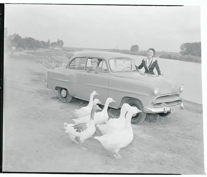 Framed Print : Geese Walking Past Opel Olympia Auto Framed Print : Geese Walking Past Opel Olympia Auto