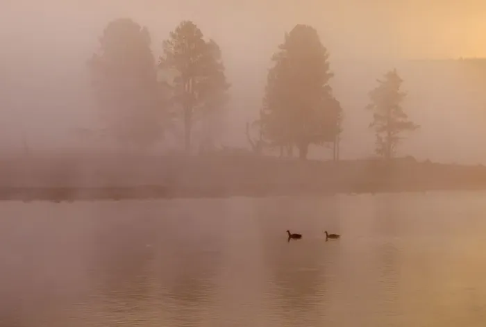 Framed Print : two geese on Yellowstone River in fog Framed Print : two geese on Yellowstone River in fog