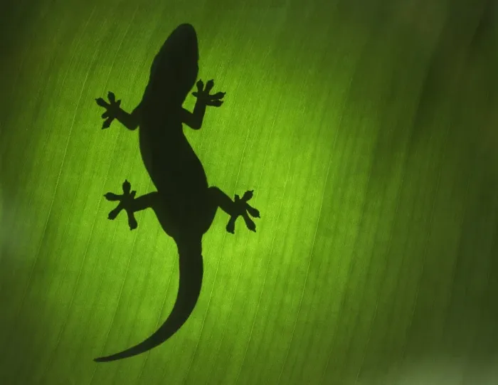 Framed Print : Gekko in Thailand Framed Print : Gekko in Thailand
