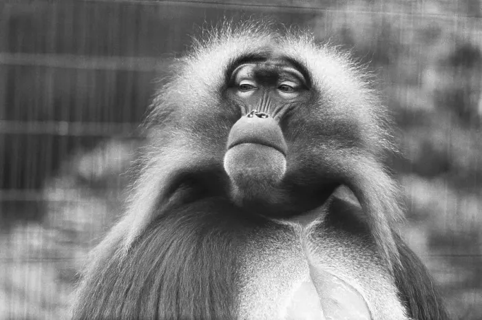 Framed Print : Gelada Baboon Framed Print : Gelada Baboon