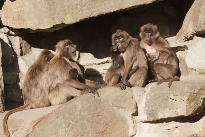 Framed Print : Gelada or Gelada baboons (Theropithecus gelada), group with young, Naturzoo Rheine, North Rhine-Westphalia, Germany, Europe