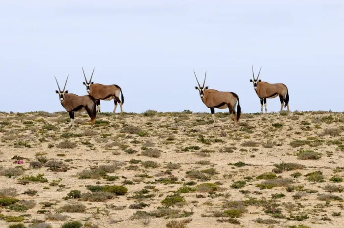 Framed Print : Gemsbok or gemsbuck (Oryx gazella), Namaqualand, South Africa, Africa