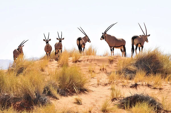 Gemsbok or gemsbuck (Oryx gazella) on a dune in the Namib Rand Nature Reserve, Namib Desert, Namibia, Africa