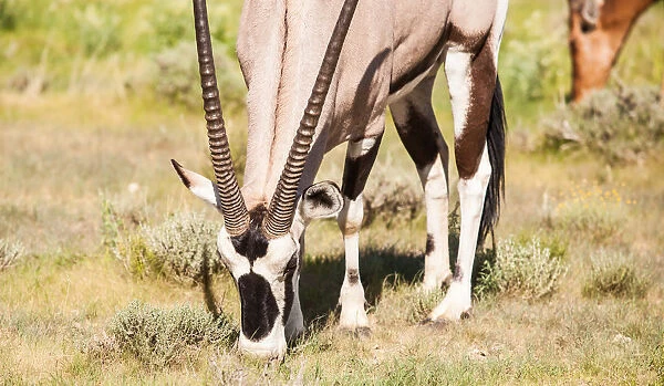 The gemsbok or gemsbuck (Oryx gazella) is a large antelope in the Oryx genus. It is native to the arid regions of Southern Africa, such as the Kalahari Desert. Some authorities formerly included the E