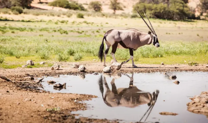 Framed Print : The gemsbok or gemsbuck (Oryx gazella) is a large antelope in the Oryx genus. It is native to the arid regions of Southern Africa, such as the Kalahari Desert. Some authorities formerly included the E Framed Print : The gemsbok or gemsbuck (Oryx gazella) is a large antelope in the Oryx genus. It is native to the arid regions of Southern Africa, such as the Kalahari Desert. Some authorities formerly included the E