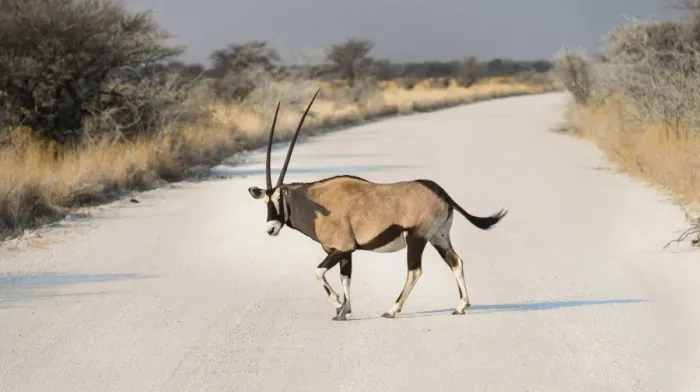 Framed Print : Gemsbok -Oryx gazella- crossing road, Etosha National Park, Namibia Framed Print : Gemsbok -Oryx gazella- crossing road, Etosha National Park, Namibia