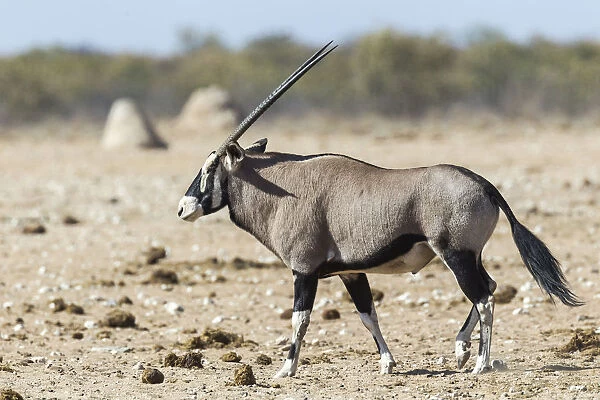 Gemsbok -Oryx gazella-, Etosha National Park, Namibia