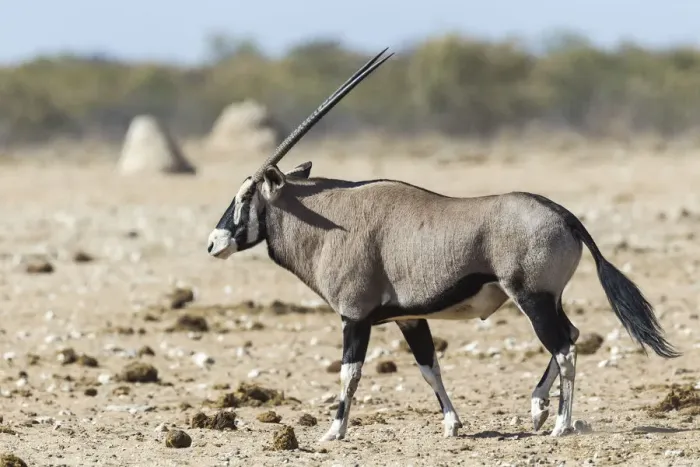 Framed Print : Gemsbok -Oryx gazella-, Etosha National Park, Namibia Framed Print : Gemsbok -Oryx gazella-, Etosha National Park, Namibia