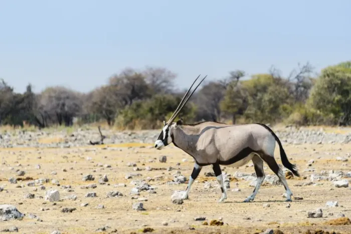 Framed Print : Gemsbok -Oryx gazella-, Etosha National Park, Namibia Framed Print : Gemsbok -Oryx gazella-, Etosha National Park, Namibia