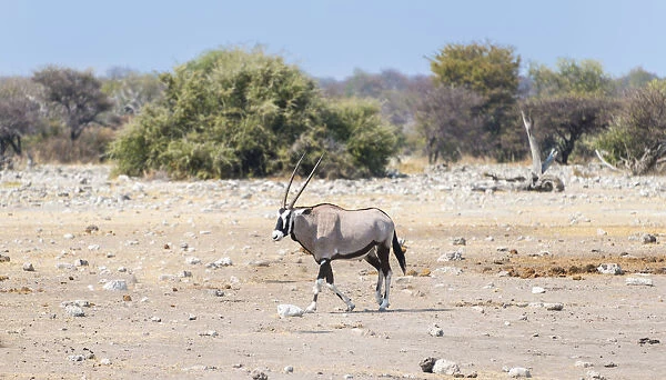 Gemsbok -Oryx gazella-, Etosha National Park, Namibia