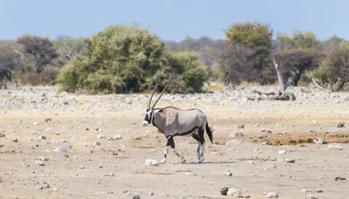 Framed Print : Gemsbok -Oryx gazella-, Etosha National Park, Namibia Framed Print : Gemsbok -Oryx gazella-, Etosha National Park, Namibia