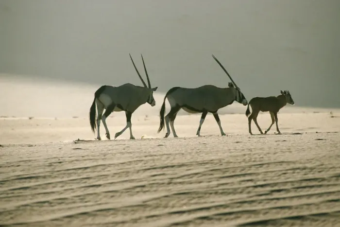 Framed Print : Gemsbok (Oryx gazella) Family Walking Across Dry Desert Plain Framed Print : Gemsbok (Oryx gazella) Family Walking Across Dry Desert Plain