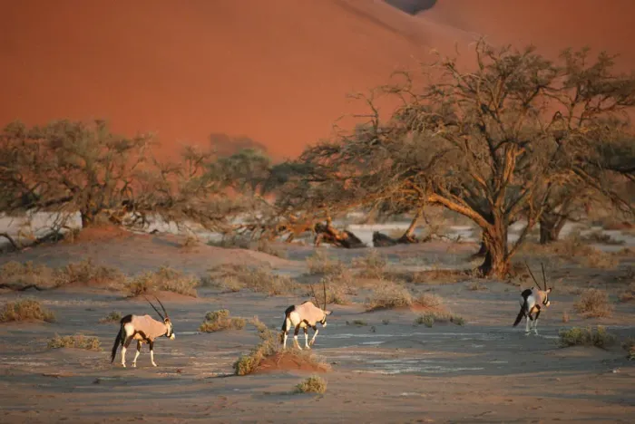 Framed Print : Gemsbok (Oryx gazella) Herd Walking on Desert Plain