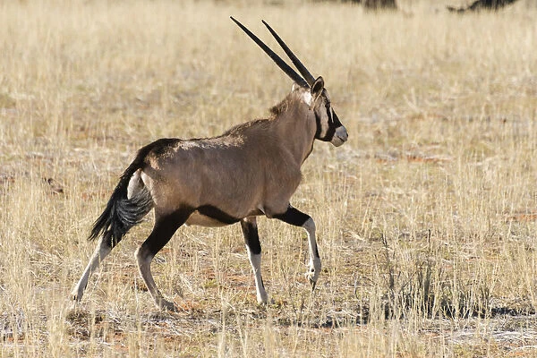Gemsbok -Oryx gazella-, Kalahari Desert, Namibia