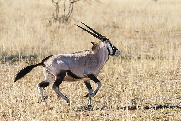 Gemsbok -Oryx gazella-, Kalahari Desert, Namibia