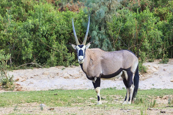 Gemsbok -Oryx gazella-, Kaokoland, Namibia