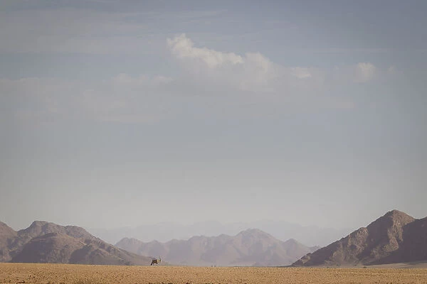 Gemsbok, Oryx gazella, in front of scenic landscape, Namib-Naukluft National Park, Hardap Region, Namibia