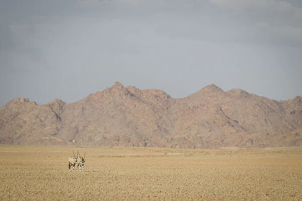 Gemsbok, Oryx gazella, in front of scenic landscape, Namib-Naukluft National Park, Hardap Region, Namibia