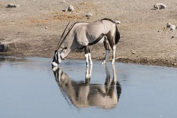 Gemsbok -Oryx gazella- standing in the water drinking, Chudop waterhole, Etosha National Park, Namibia