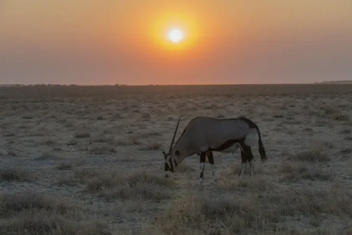 Framed Print : Gemsbok -Oryx gazella- at sunset, Etosha National Park, Namibia Framed Print : Gemsbok -Oryx gazella- at sunset, Etosha National Park, Namibia
