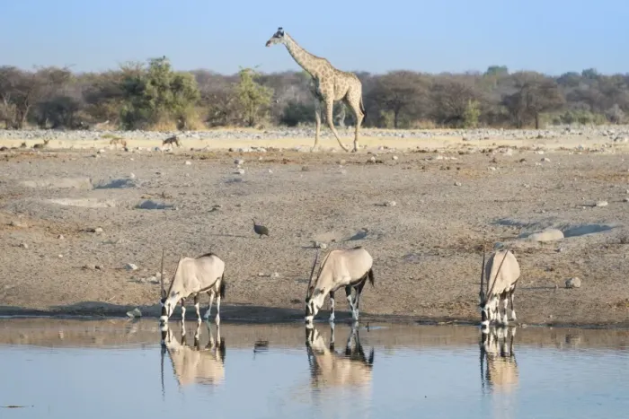 Framed Print : Gemsboks -Oryx gazella- drinking at the Chudop waterhole, a Giraffe -Giraffa camelopardalis- at back, Etosha National Park, Namibia