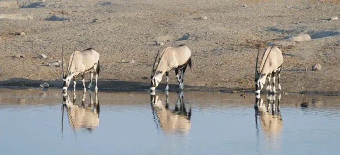 Framed Print : Gemsboks -Oryx gazella- drinking at the Chudop waterhole, Etosha National Park, Namibia