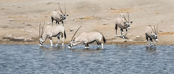 Gemsboks -Oryx gazella-, herd at the Chudop waterhole, Etosha National Park, Namibia