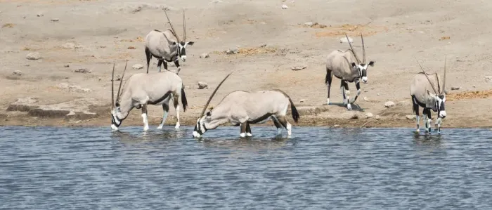 Framed Print : Gemsboks -Oryx gazella-, herd at the Chudop waterhole, Etosha National Park, Namibia Framed Print : Gemsboks -Oryx gazella-, herd at the Chudop waterhole, Etosha National Park, Namibia